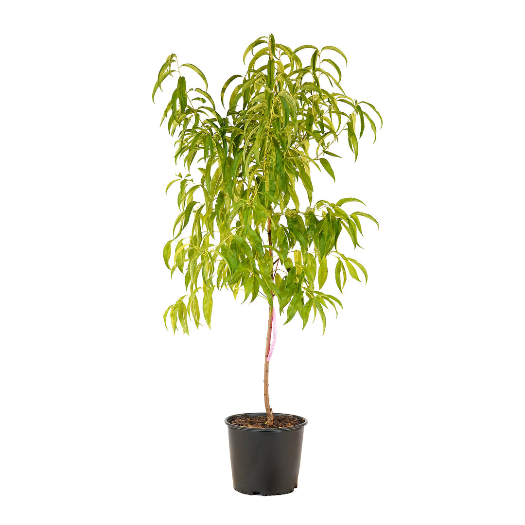 Full view of a container-grown Texstar peach against a white background