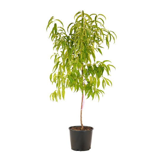 Full view of a container-grown Texstar peach against a white background