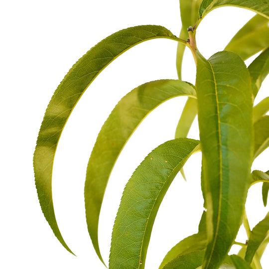 Foliage and branch detail of a container-grown Texstar peach