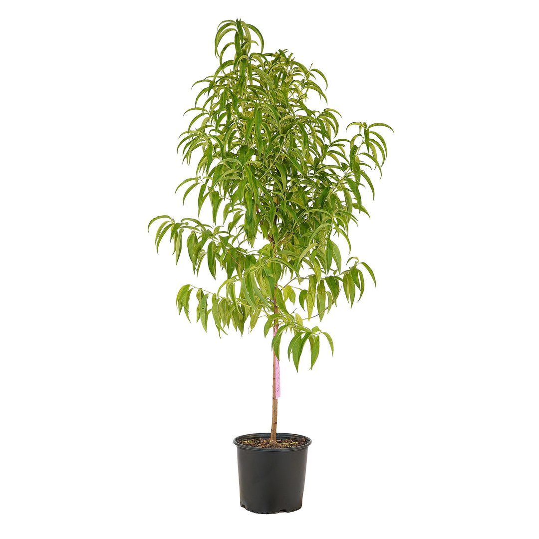 Full view of a container-grown Tropic Beauty peach against a white background