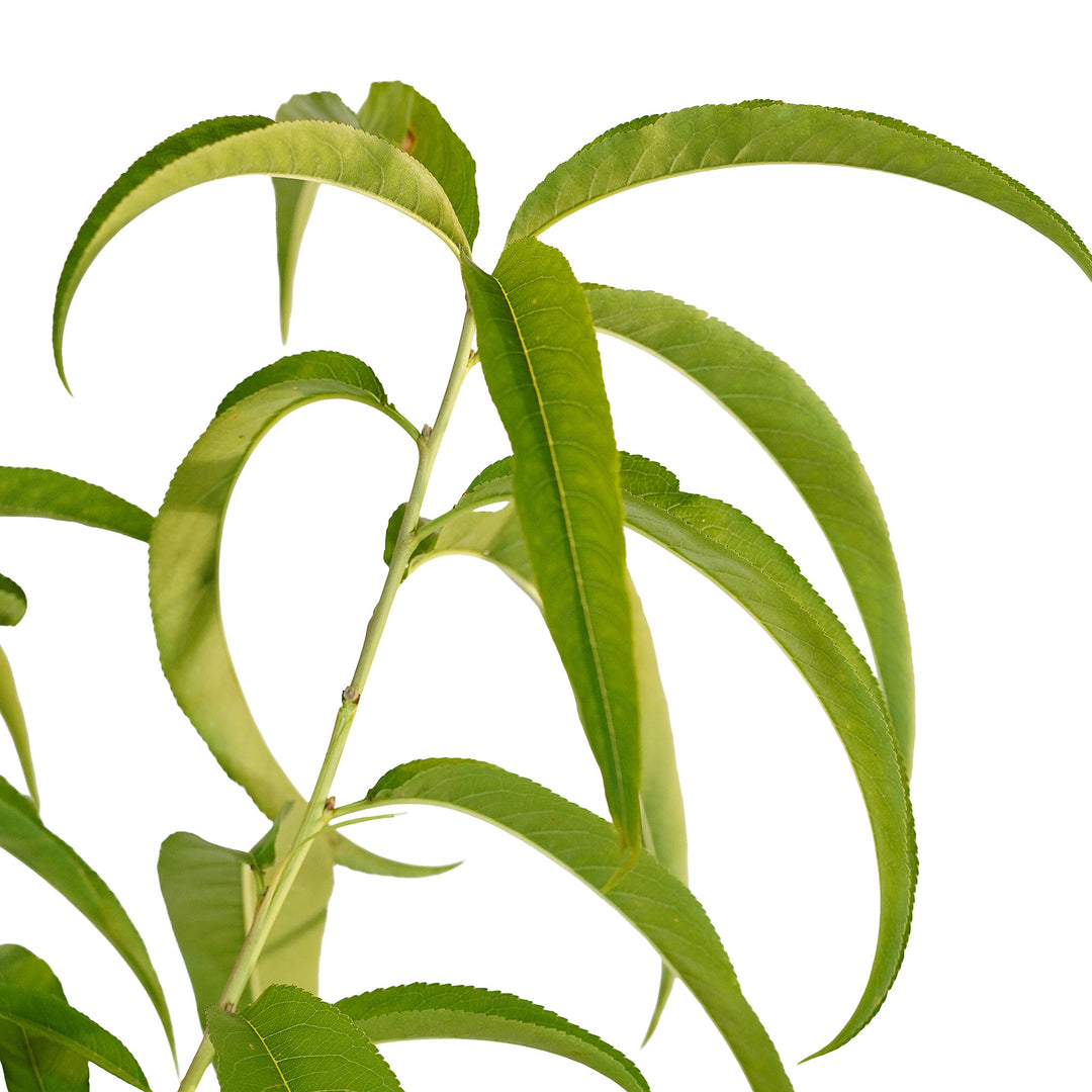 Foliage and branch detail of a container-grown Tropic Beauty peach
