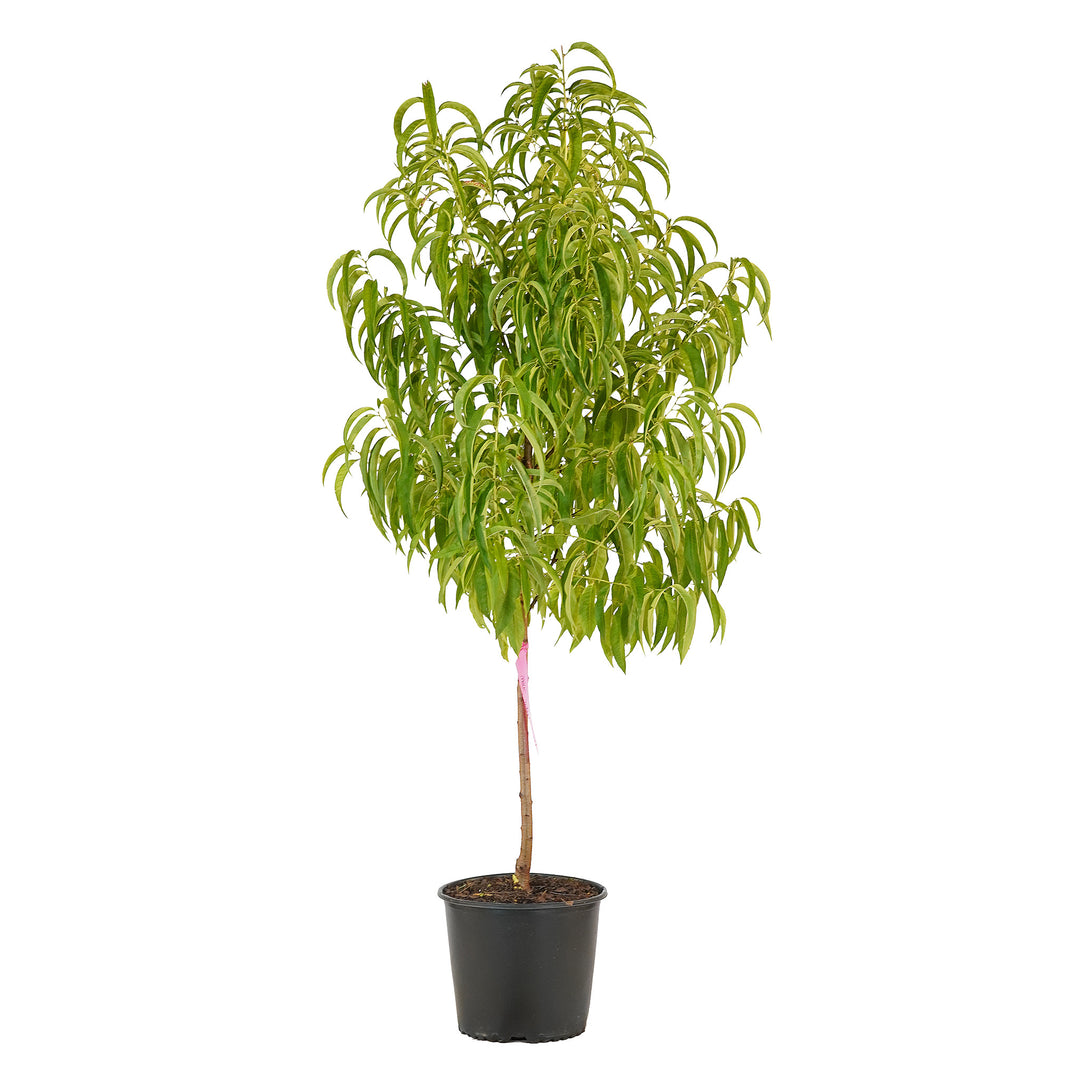 Full view of a container-grown Tropic Snow peach against a white background