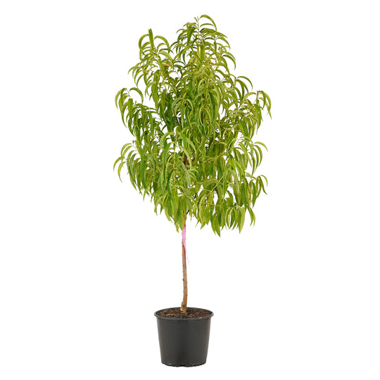 Full view of a container-grown Tropic Snow peach against a white background
