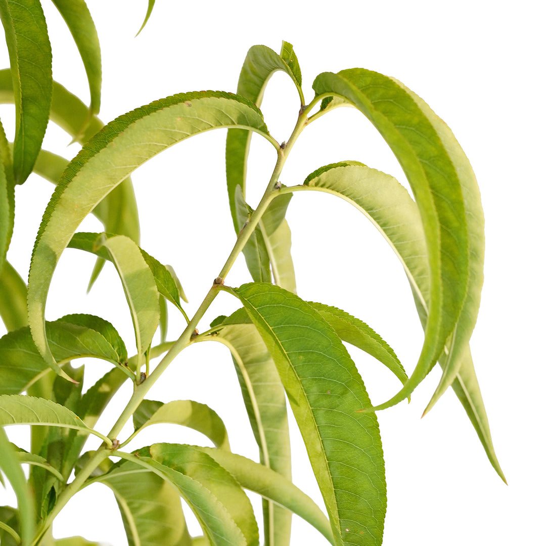 Foliage and branch detail of a container-grown Tropic Snow peach