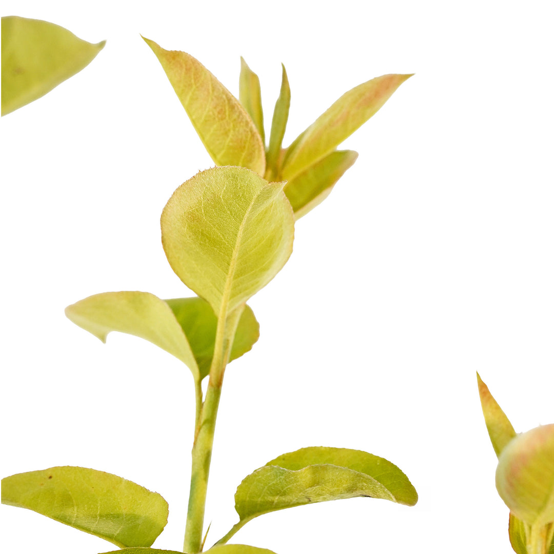 Foliage and branch detail of a container-grown Asian Juicy Jewel pear