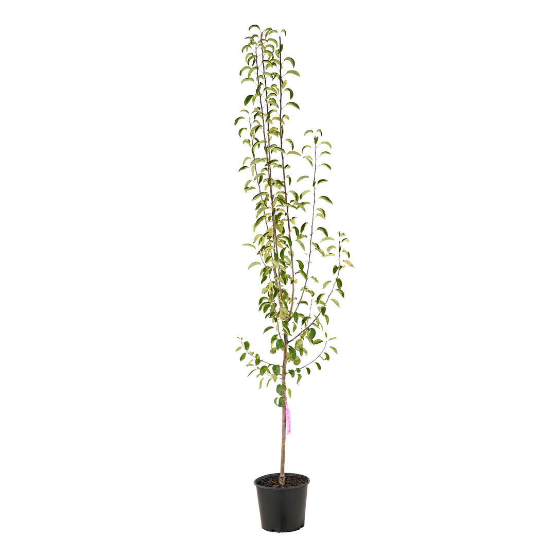 Full view of a container-grown Columbia Red Anjou pear against a white background