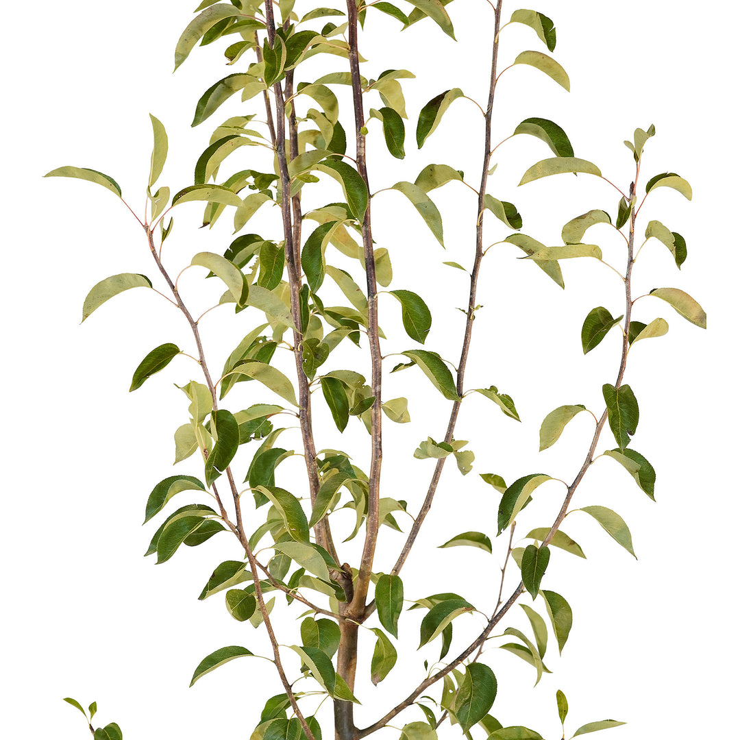 Canopy and branching detail of a container-grown Columbia Red Anjou pear