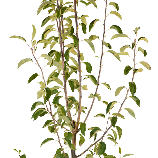 Canopy and branching detail of a container-grown Columbia Red Anjou pear