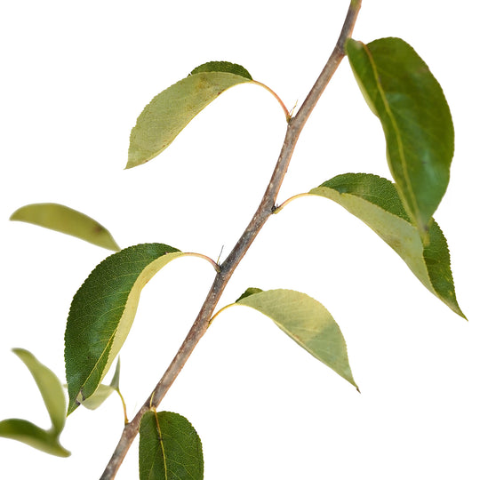 Foliage and branch detail of a container-grown Columbia Red Anjou pear