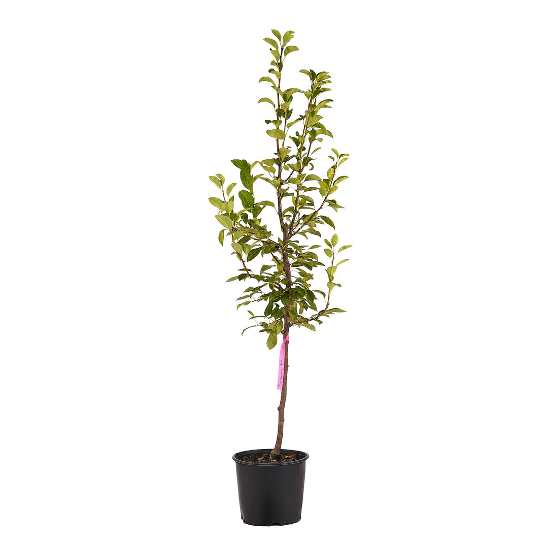 Full view of a container-grown Flordahome pear against a white background