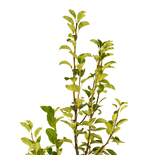 Canopy and branching detail of a container-grown Flordahome pear