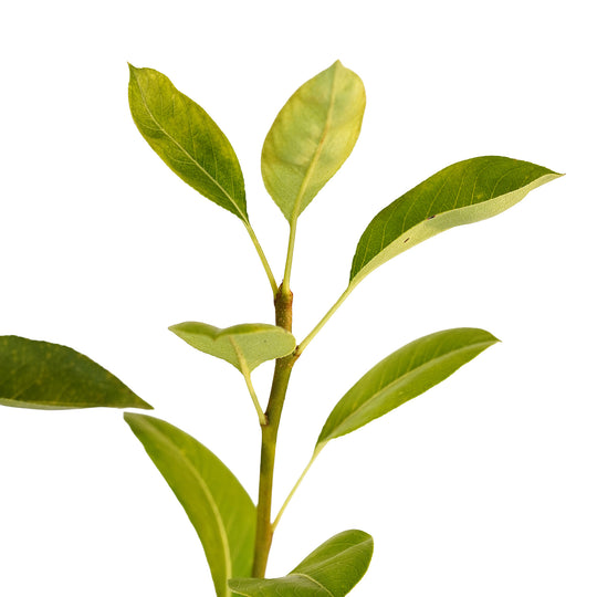 Foliage and branch detail of a container-grown Flordahome pear