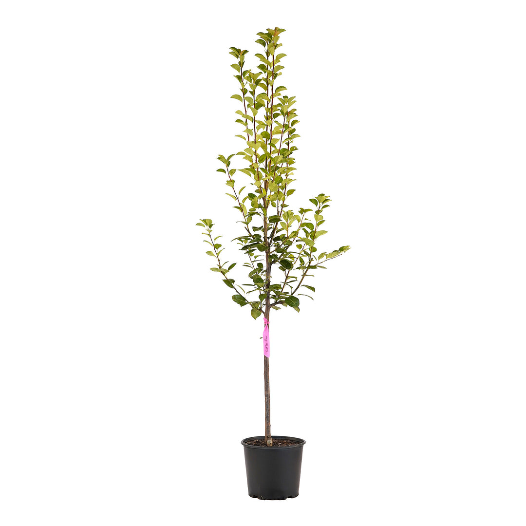 Full view of a container-grown Kieffer pear against a white background