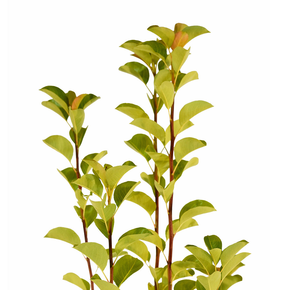 Canopy and branching detail of a container-grown Kieffer pear
