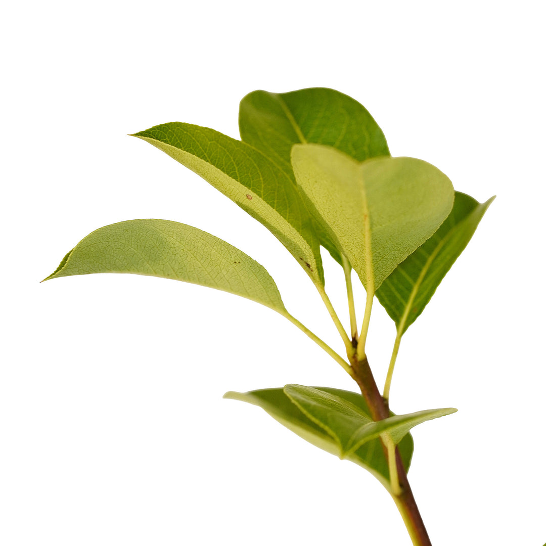Foliage and branch detail of a container-grown Kieffer pear