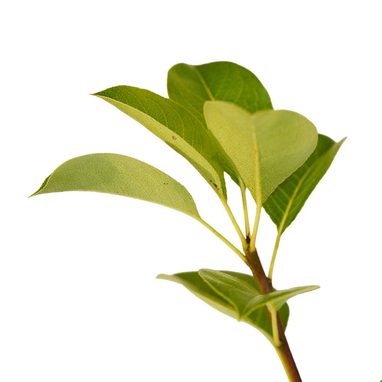 Foliage and branch detail of a container-grown Kieffer pear