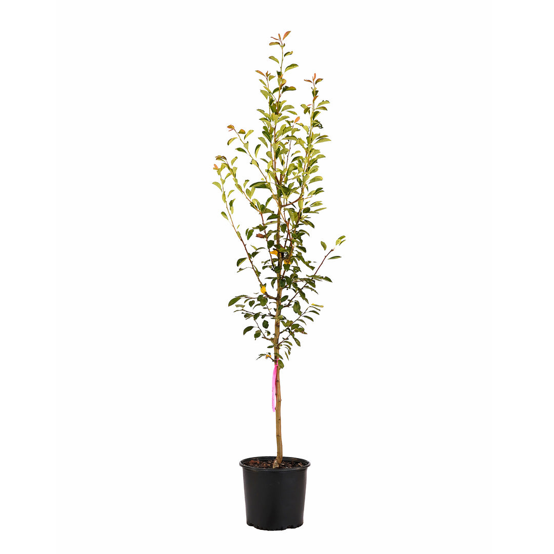 Full view of a container-grown Moonglow pear against a white background