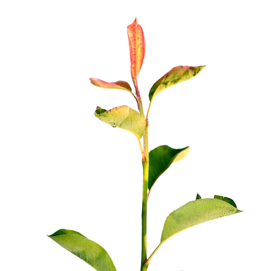 Foliage and branch detail of a container-grown Moonglow pear