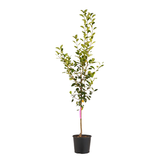 Full view of a container-grown Orient pear against a white background