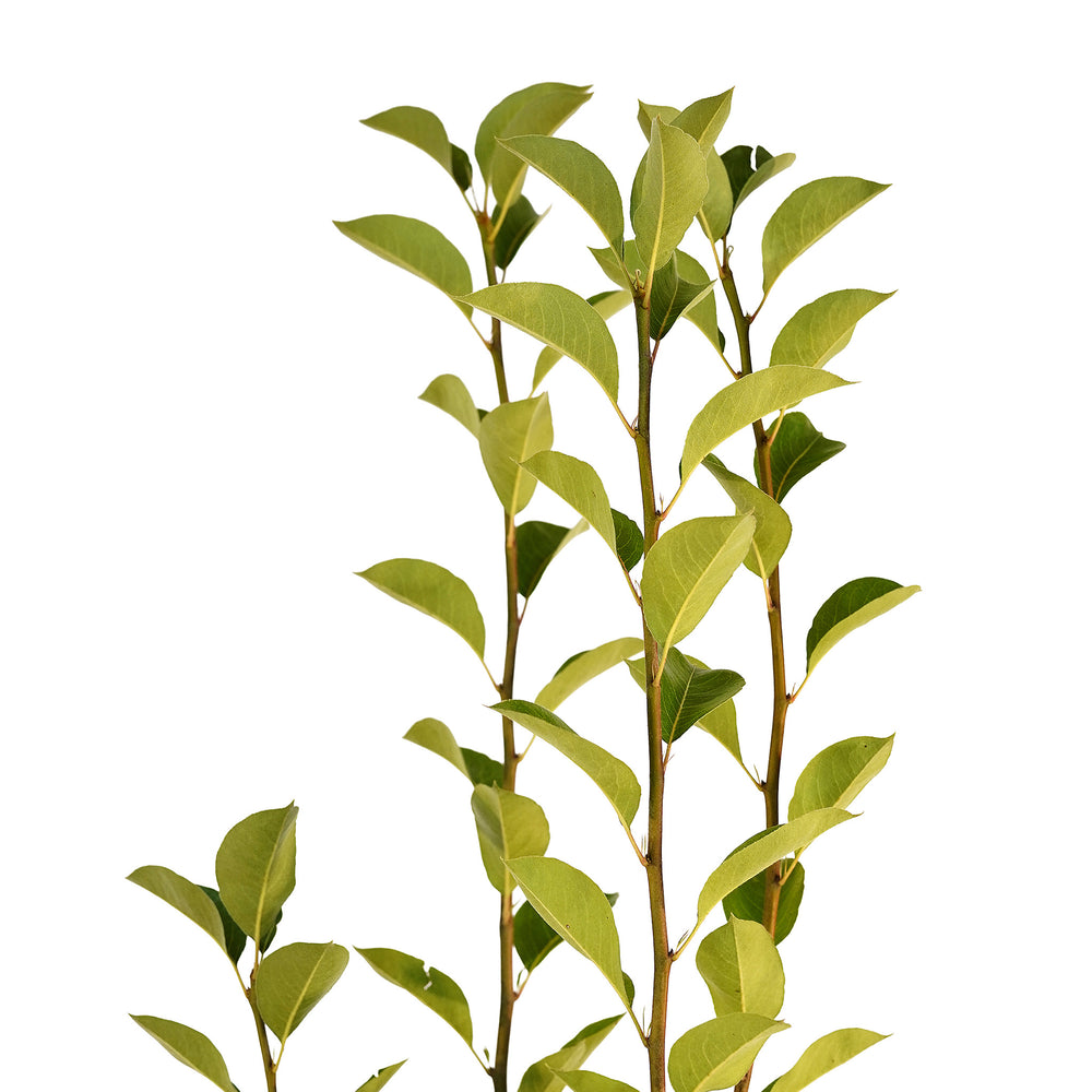 Canopy and branching detail of a container-grown Orient pear