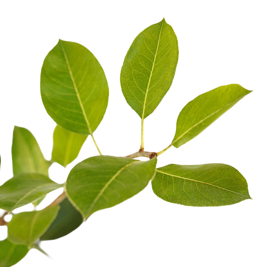 Foliage and branch detail of a container-grown Orient pear