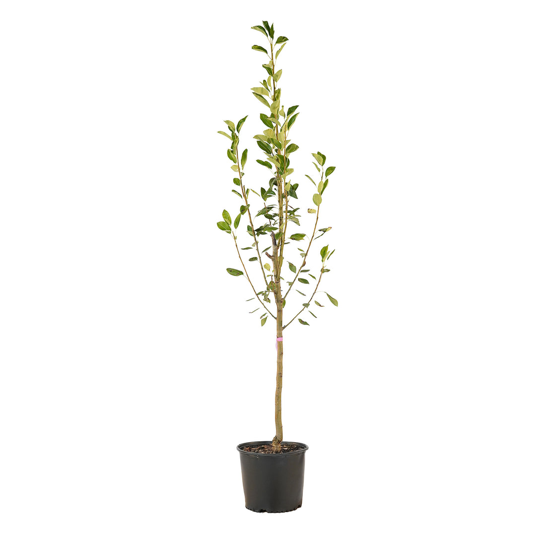 Full view of a container-grown Pineapple pear against a white background