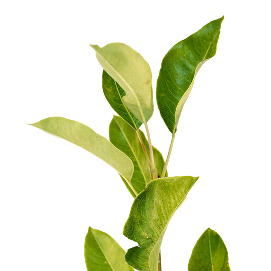 Foliage and branch detail of a container-grown Pineapple pear