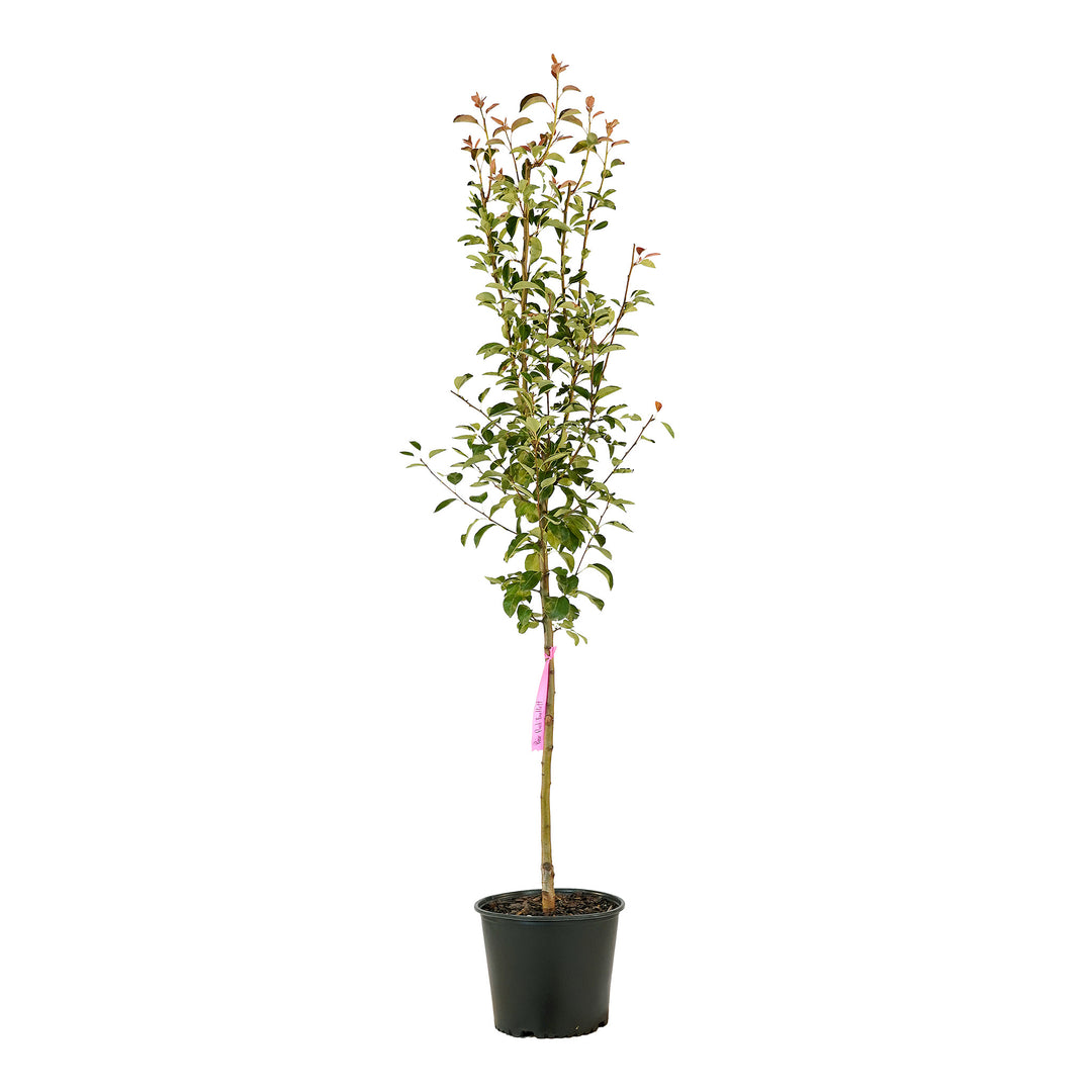 Full view of a container-grown Red Bartlett pear against a white background