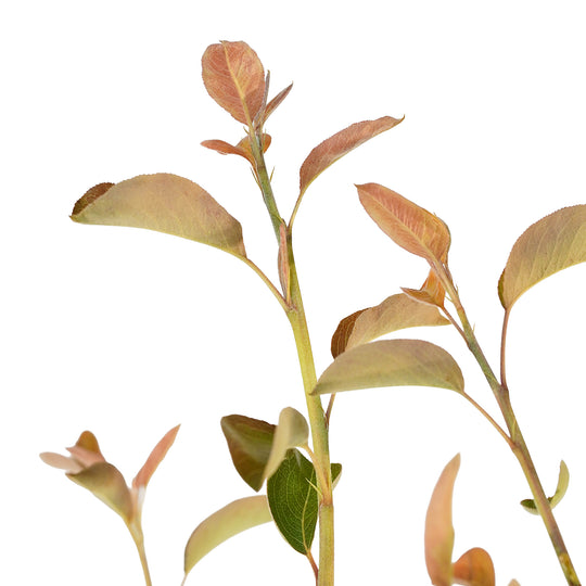 Foliage and branch detail of a container-grown Red Bartlett pear