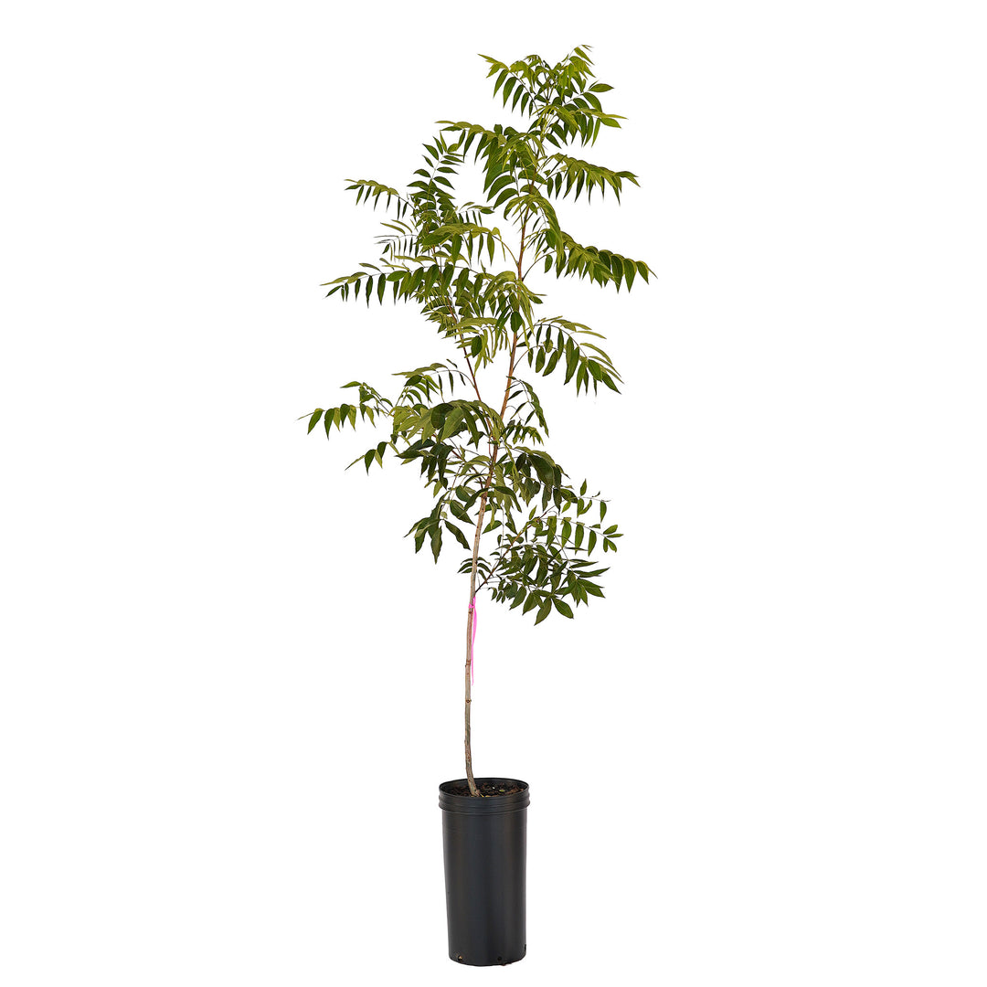 Full view of a container-grown Avalon pecan against a white background
