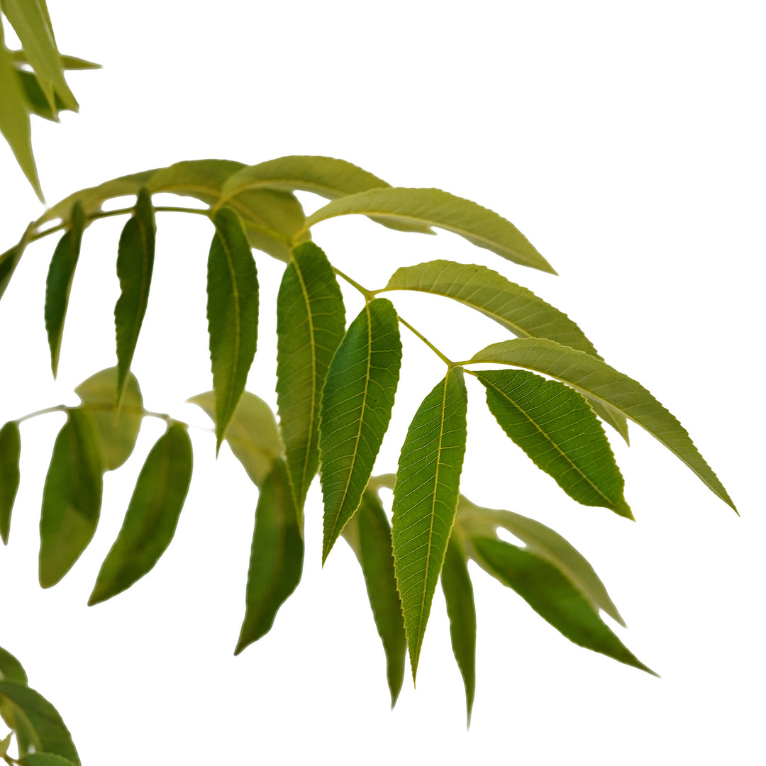 Canopy and branching detail of a container-grown Avalon pecan