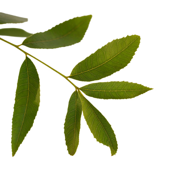 Foliage and branch detail of a container-grown Avalon pecan