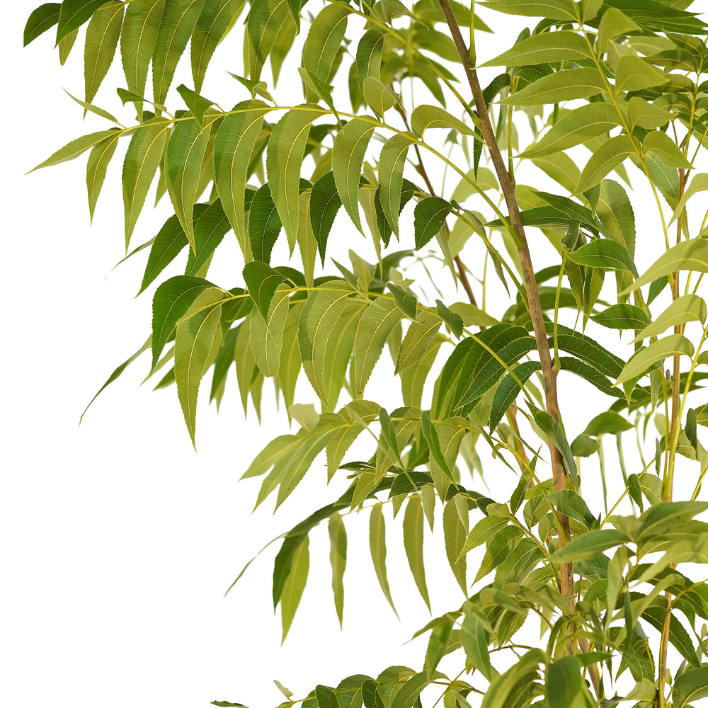 Canopy and branching detail of a container-grown Creek pecan