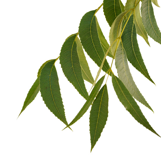 Foliage and branch detail of a container-grown Creek pecan