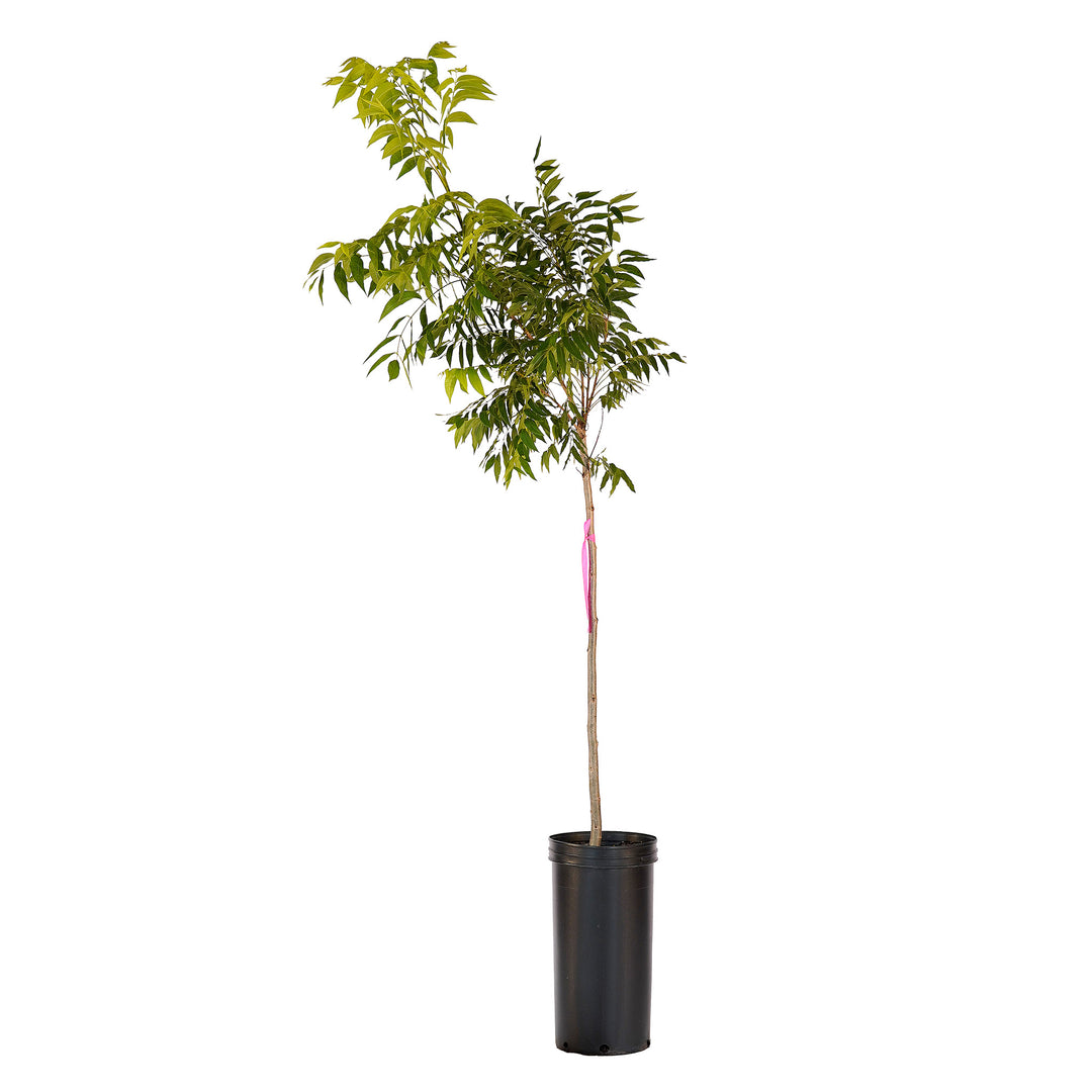 Full view of a container-grown Whiddon pecan against a white background