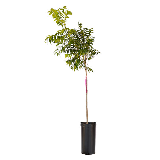 Full view of a container-grown Whiddon pecan against a white background