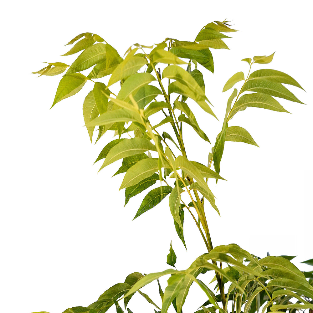 Canopy and branching detail of a container-grown Whiddon pecan