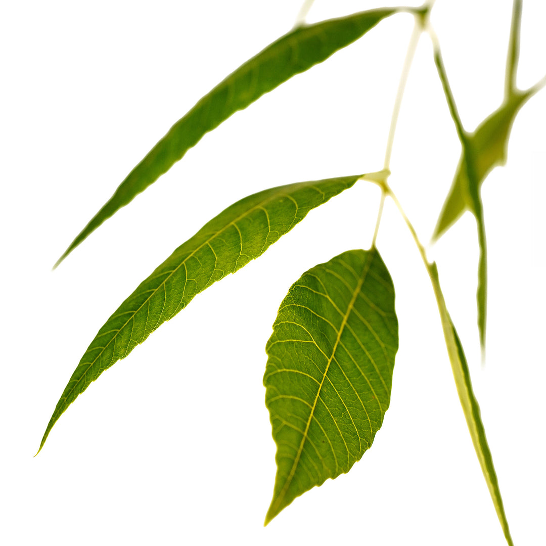Foliage and branch detail of a container-grown Whiddon pecan
