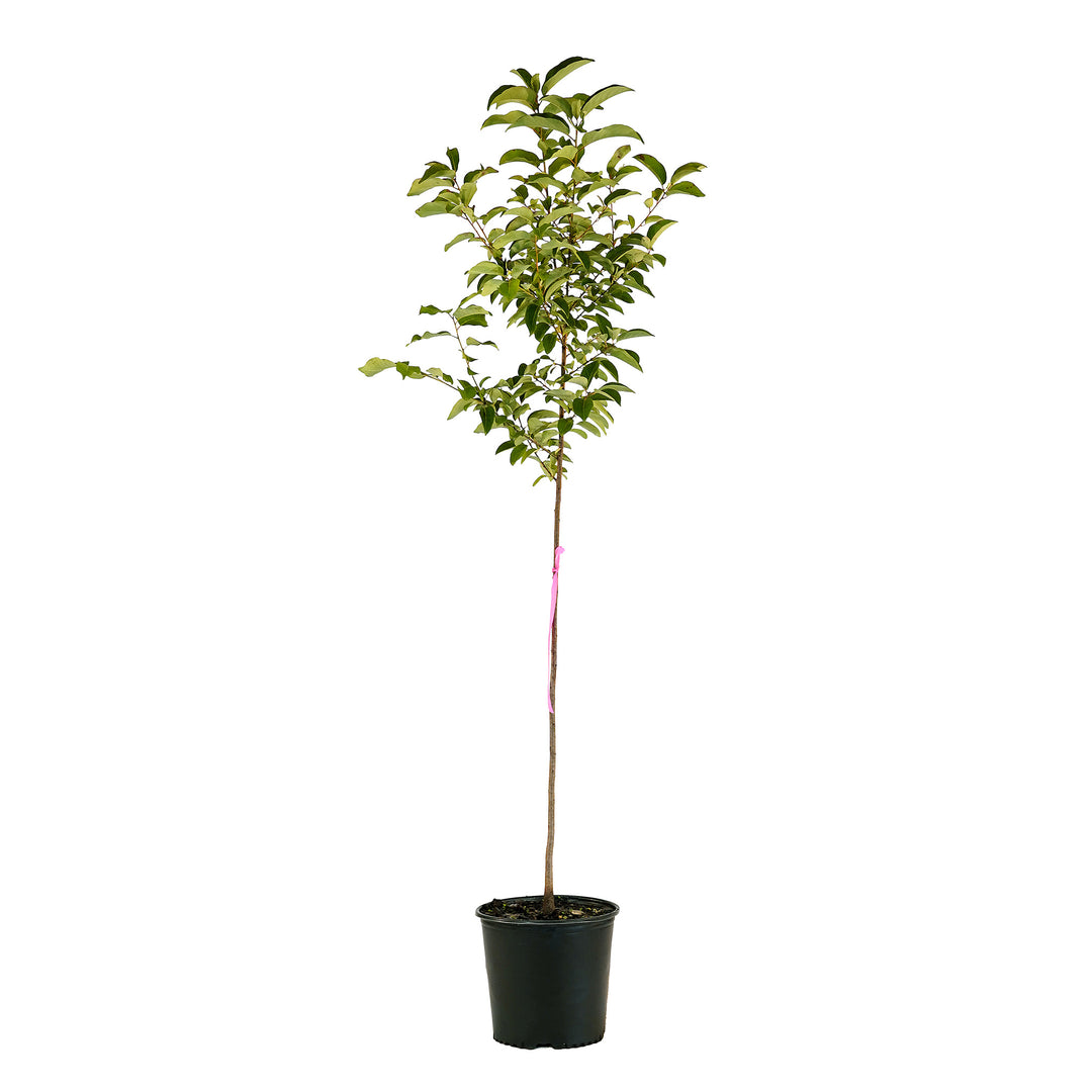 Full view of a container-grown American persimmon against a white background
