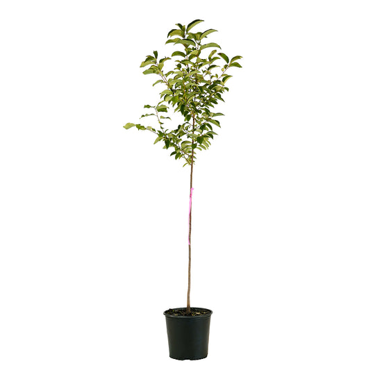 Full view of a container-grown American persimmon against a white background