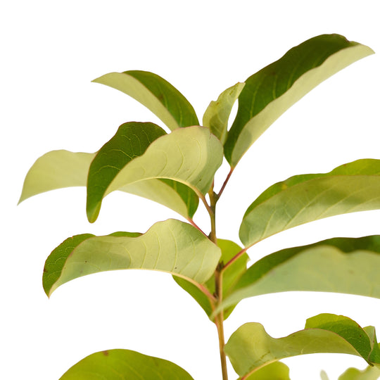 Foliage and branch detail of a container-grown American persimmon