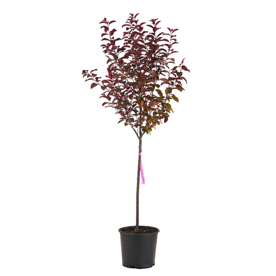 Full view of a container-grown Flowering Newport plum against a white background