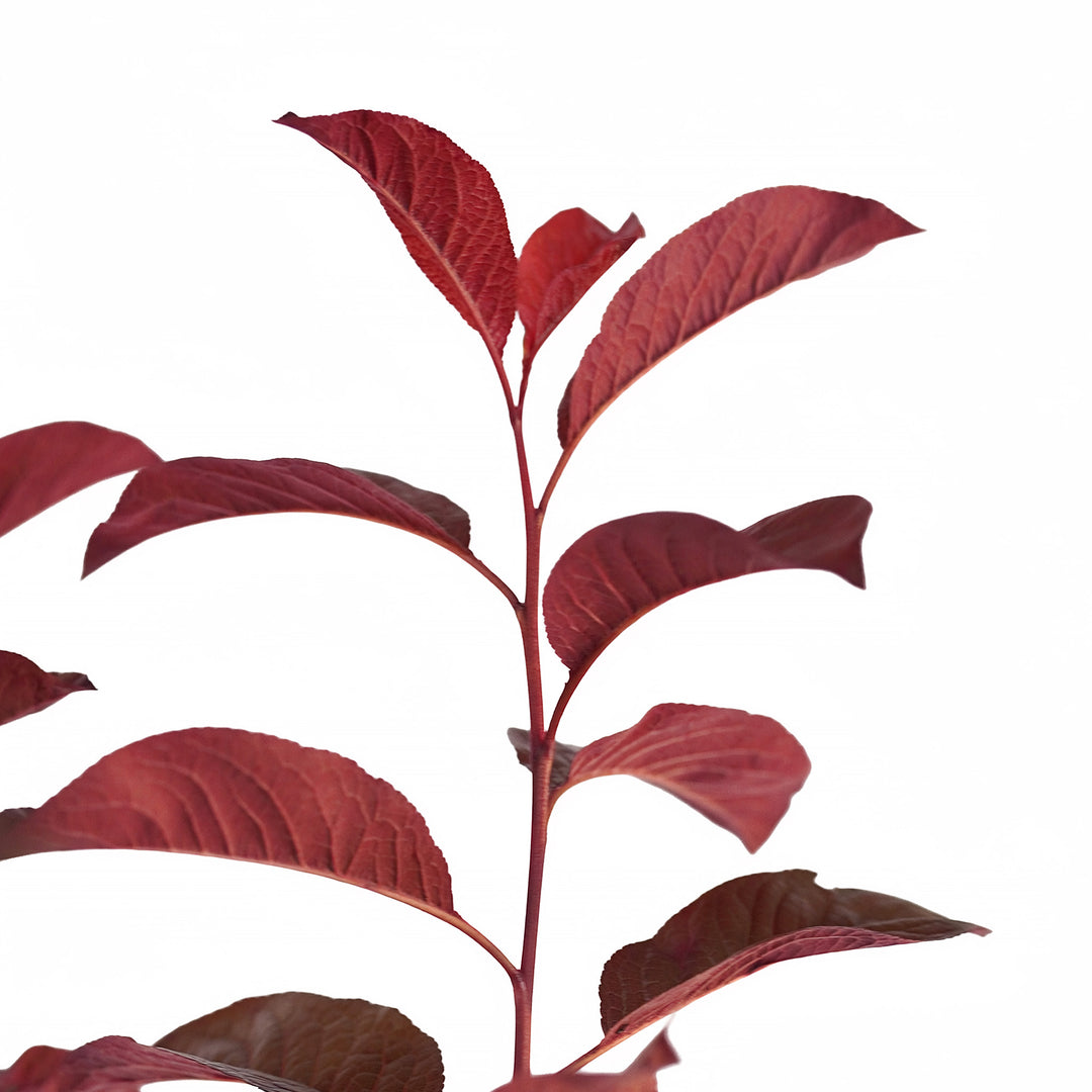 Foliage and branch detail of a container-grown Flowering Newport plum