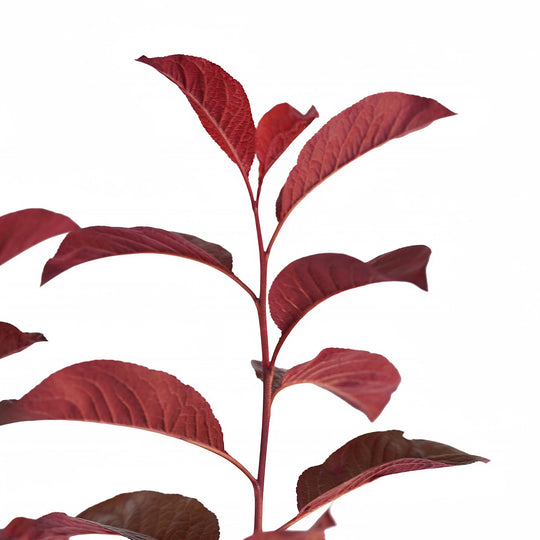 Foliage and branch detail of a container-grown Flowering Newport plum