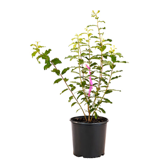 Full view of a container-grown White pussy willow against a white background