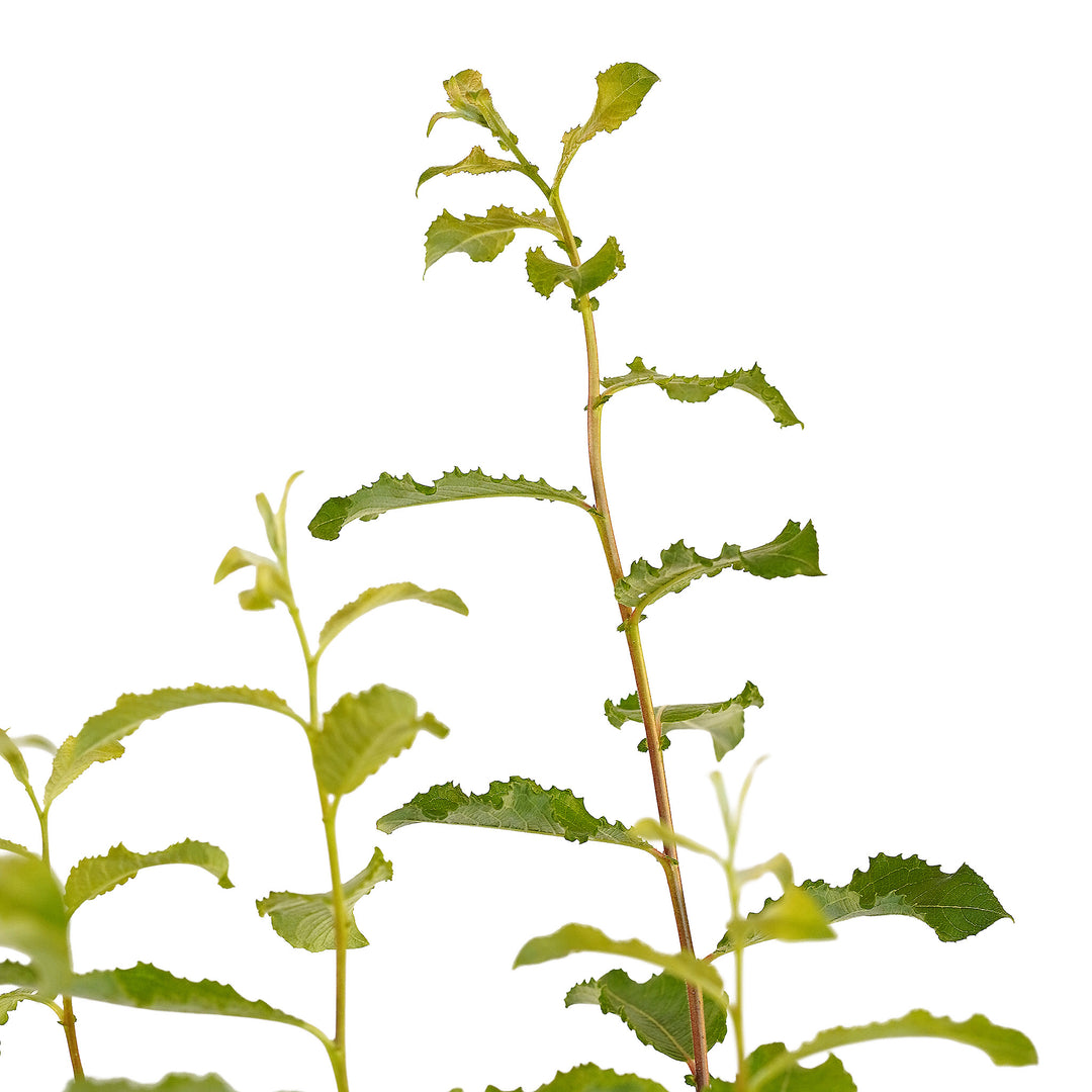 Canopy and branching detail of a container-grown White pussy willow