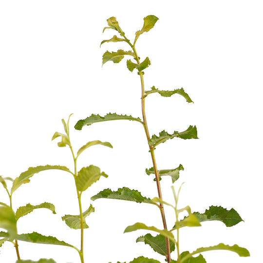 Canopy and branching detail of a container-grown White pussy willow
