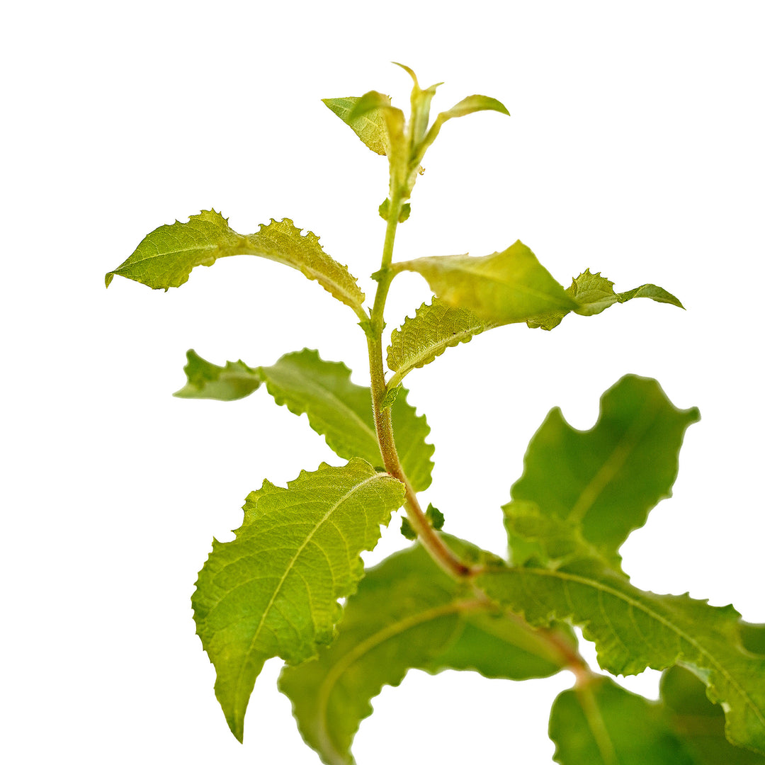 Foliage and branch detail of a container-grown White pussy willow