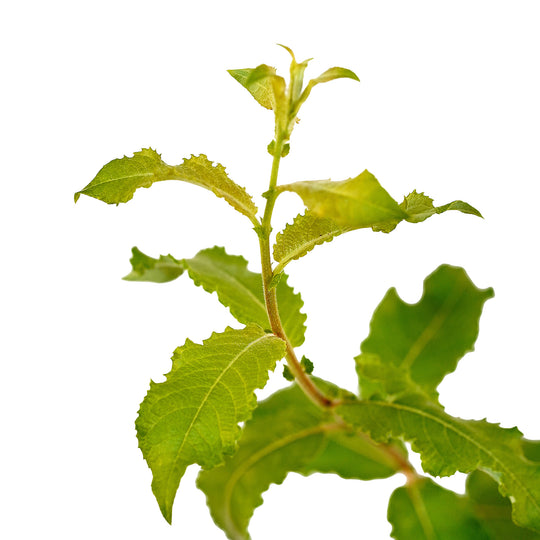 Foliage and branch detail of a container-grown White pussy willow