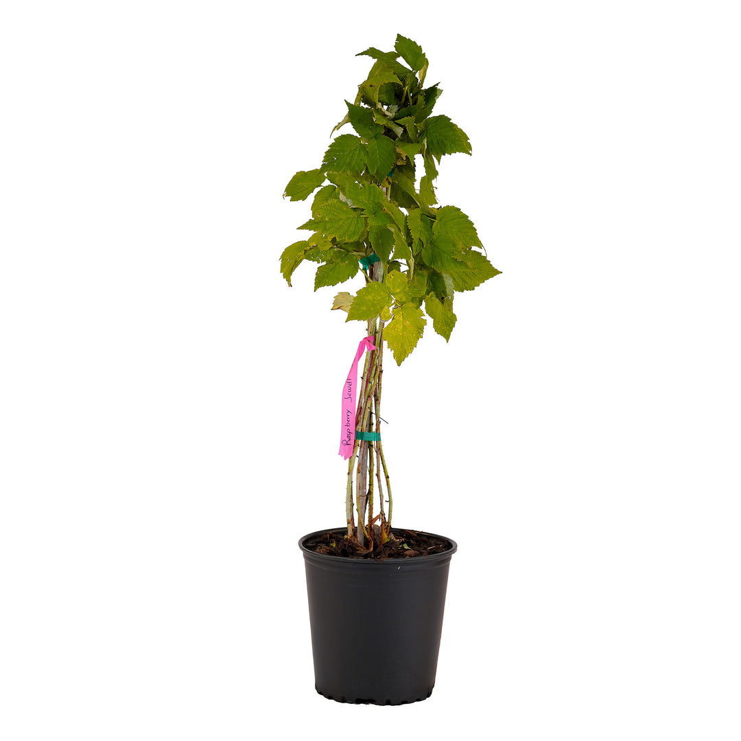 Full view of a container-grown Jewel raspberry against a white background